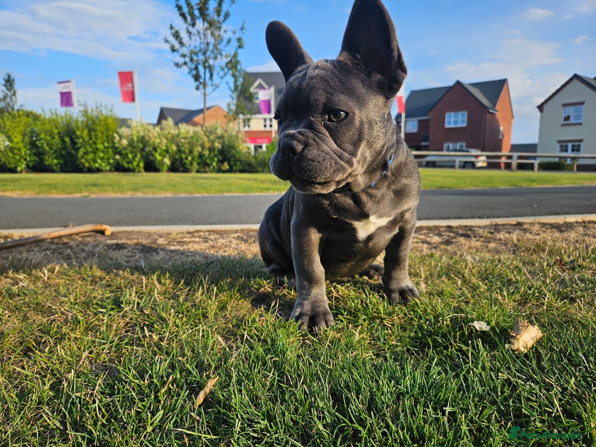 French Bulldog dogs *Last two*KC registered French bulldog puppies  - Advert 13