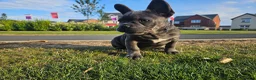 French Bulldog dogs for sale: *NOW REDUCED*KC registered French bulldog puppies  - Advert 1