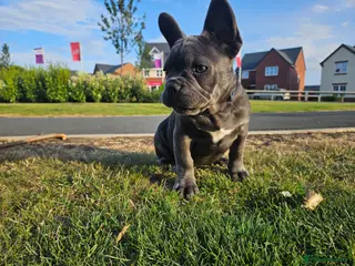 French Bulldog dogs *Last two*KC registered French bulldog puppies - Advert 9