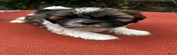 Shih Tzu dogs for sale: Shihtzu pups  - Advert 8