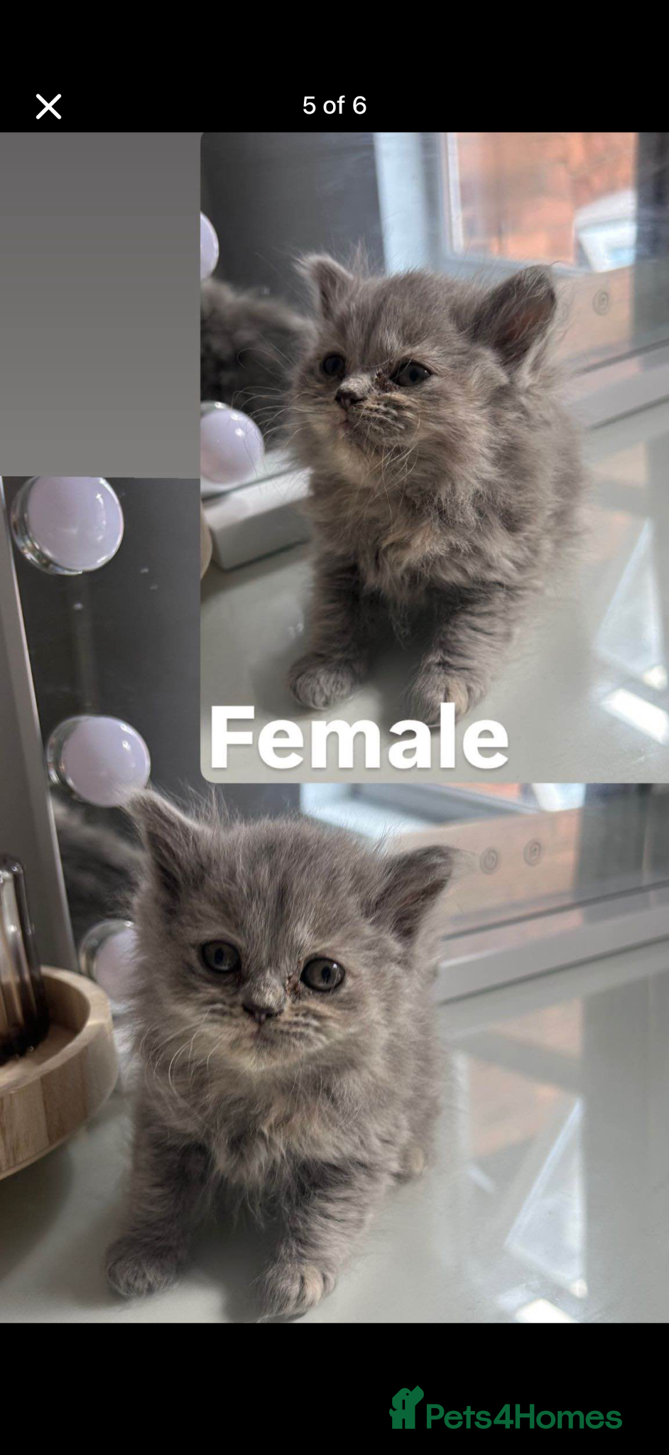 British Shorthair cats Female British Shorthair - Advert 1