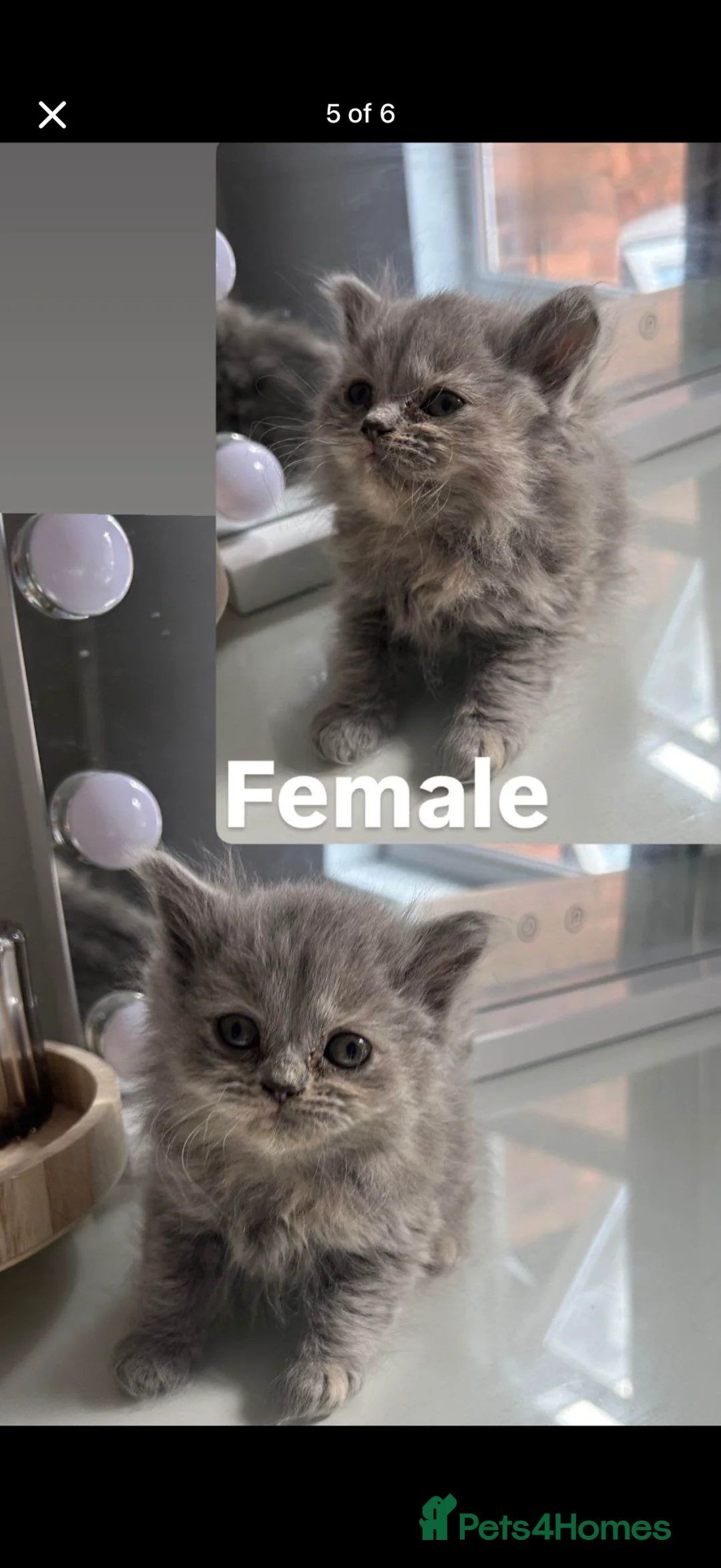 British Shorthair cats for sale: Female British Shorthair in Rossendale - Advert 1