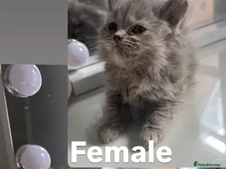 British Shorthair cats Female British Shorthair - Advert 16