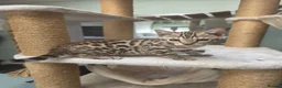 Bengal cats for sale: TICA REGISTERED BROWN ROSETTED BENGAL KITTENS  - Advert 10