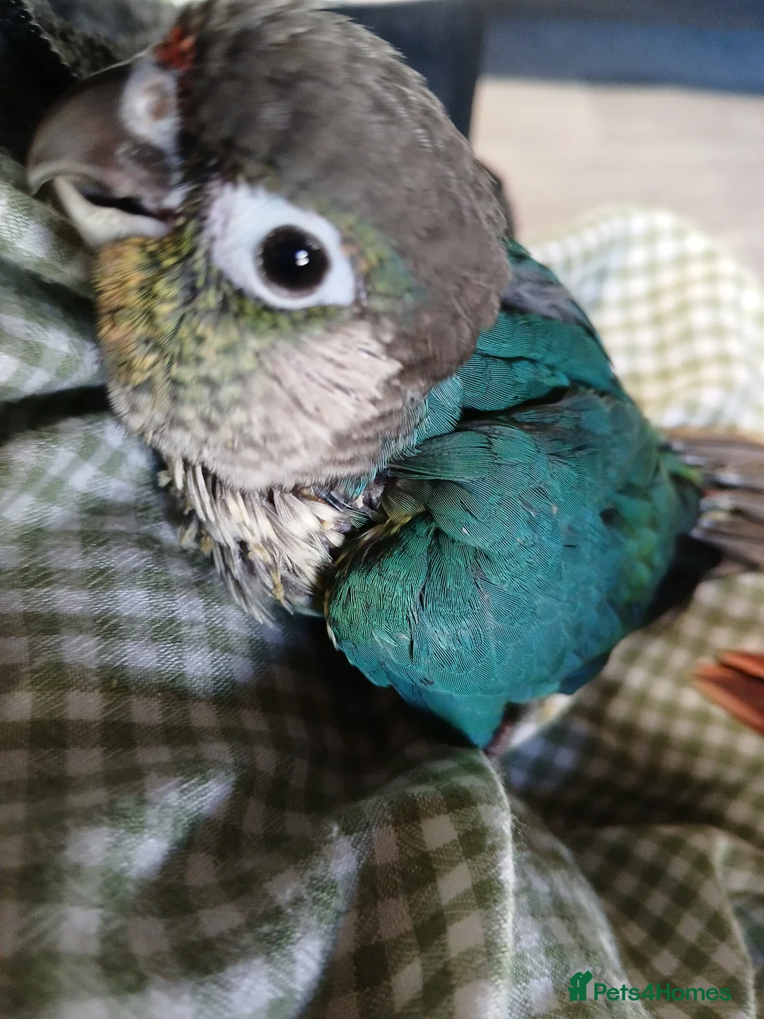 Conures birds for sale: SHARONS HAND-REARED BIRDS in Dungannon - Advert 2
