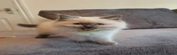 Ragdoll cats for sale: 🐈💕Gorgeous GCCF Blue Point Kittens💕🐈 in Preston - Advert 20