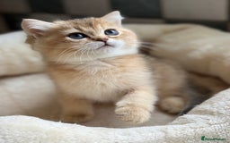 British Shorthair cats for sale: GCCF reg BSH Chocolate and Black Golden Kittens in London - Image 21