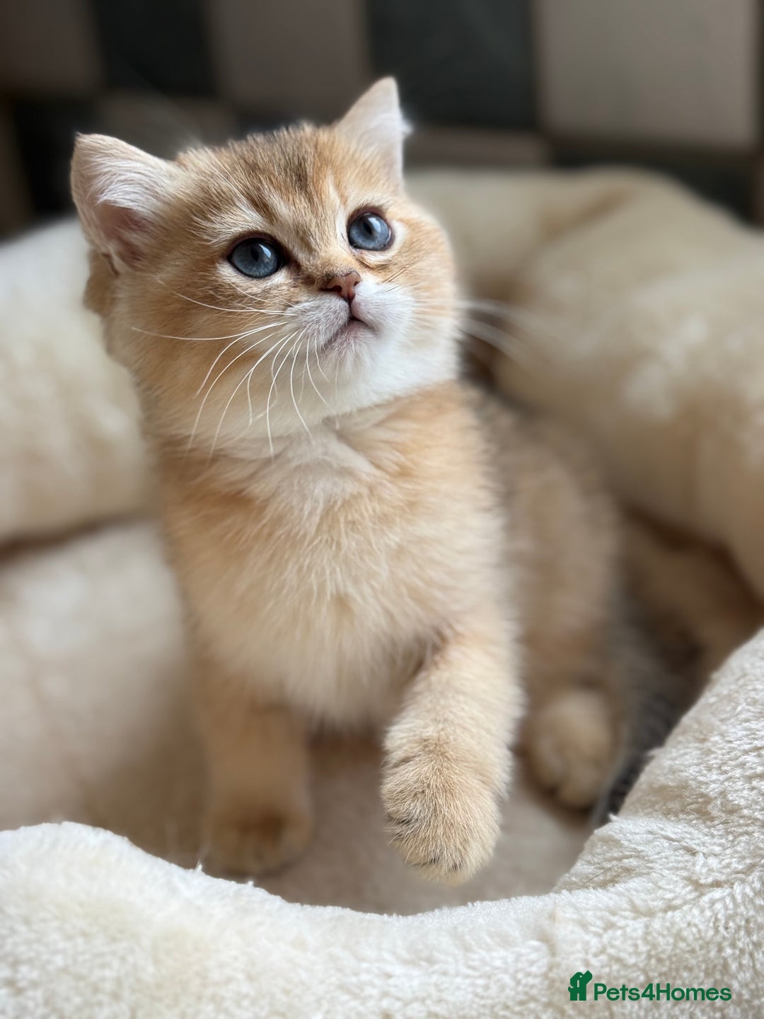British Shorthair cats for sale: GCCF reg BSH Chocolate and Black Golden Kittens in London - Image 21