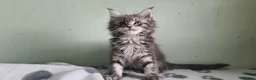 Maine Coon cats for sale: Maine coon kittens registered with GCCF - Advert 9