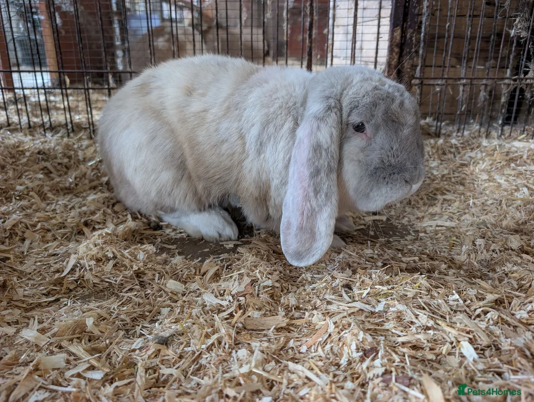 French Lop rabbits for sale: Purebred French Lop Buck  in Holt - Advert 2
