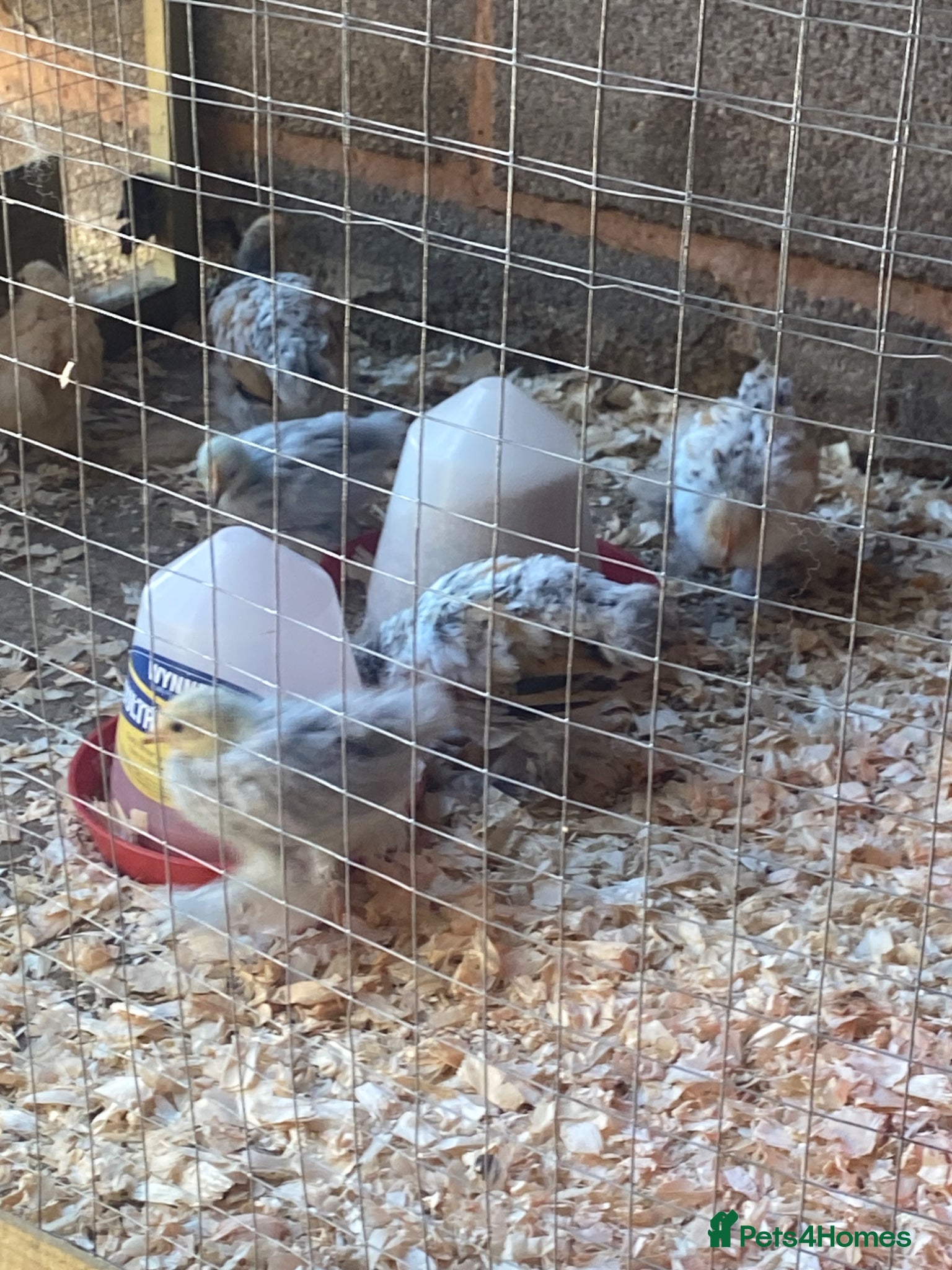 Chickens poultry Pure breed Peking Bantams ready for sale - Advert 1