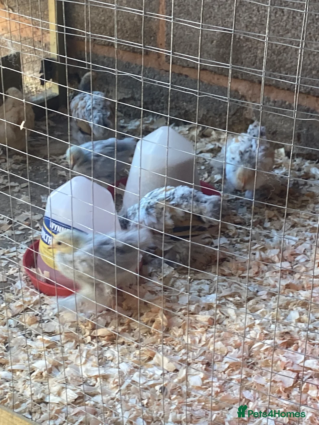 Chickens poultry for sale: Pure breed Peking Bantams ready for sale - Advert 1