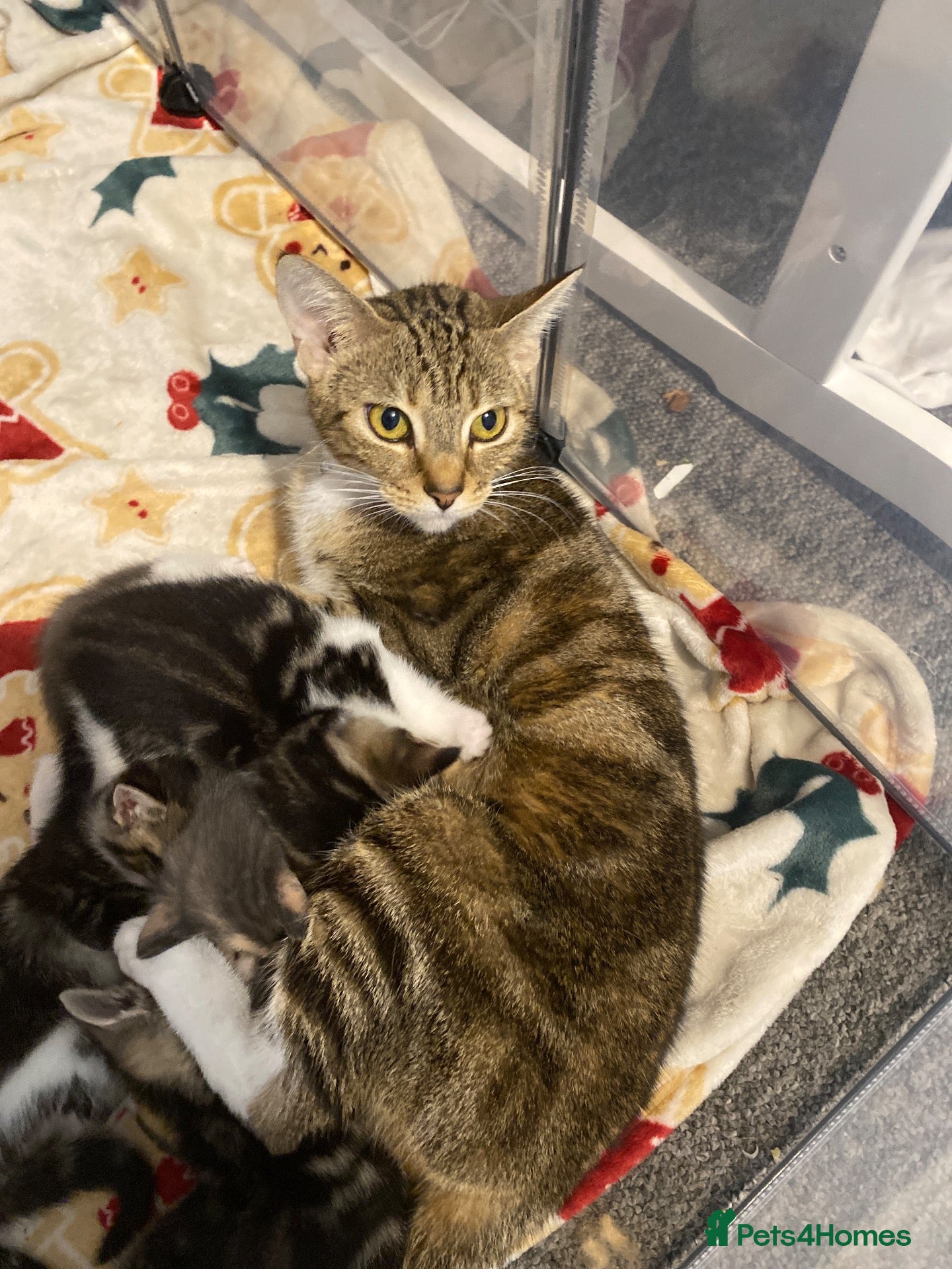Domestic Shorthair cats for sale: 3 boy kittens for sale - Advert 6