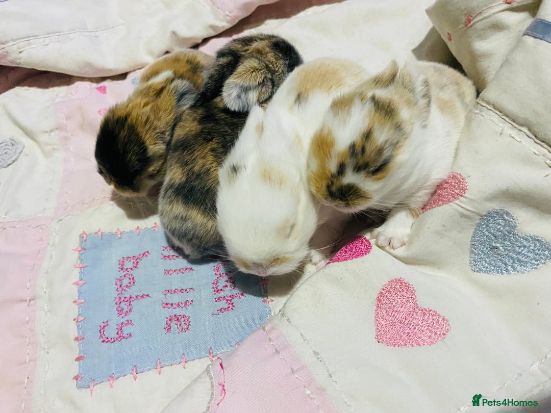 Mini Lop rabbits for sale: 4 Mini Lop Baby Bunnies - Image 2