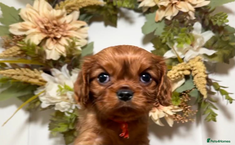 Cavalier King Charles Spaniel dogs - Advert 1