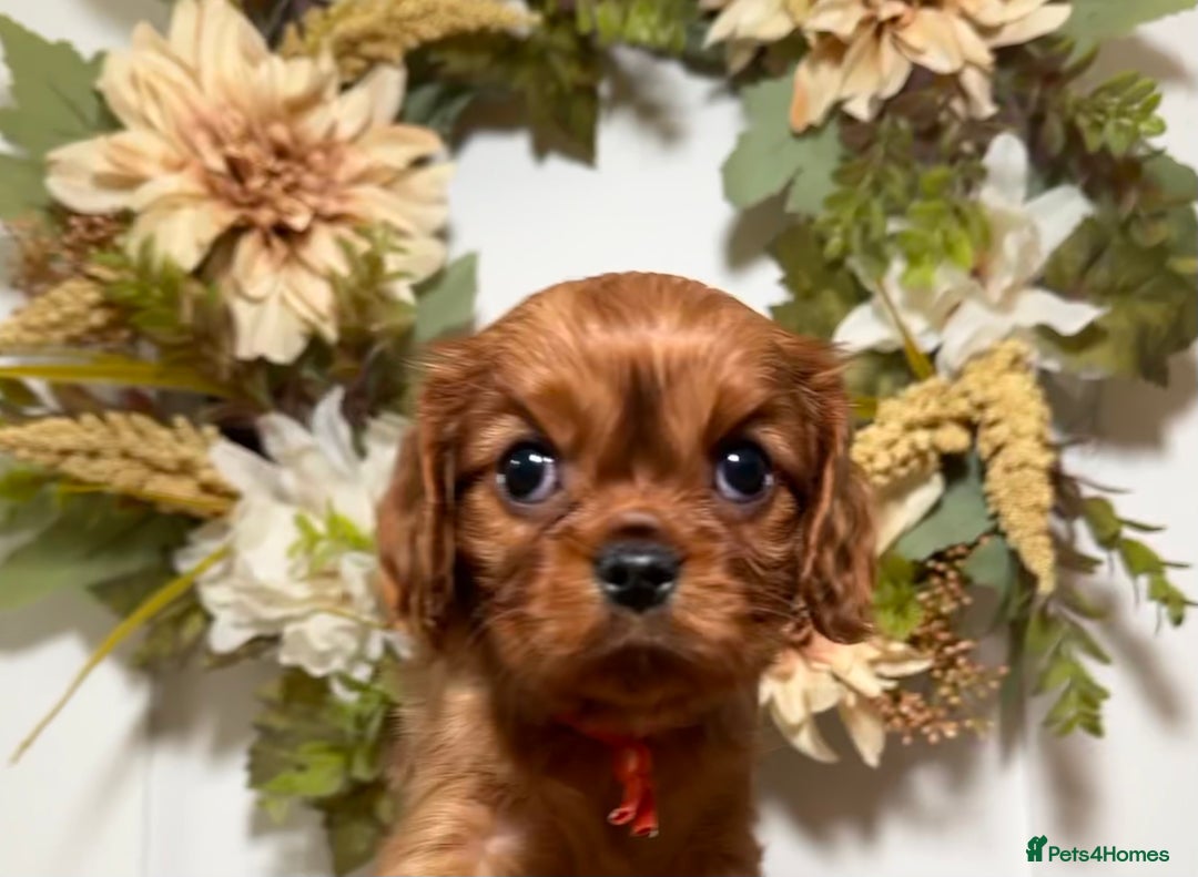 Cavalier King Charles Spaniel dogs for sale: Health Tested parents, Beautiful litter of CKCS - Image 4