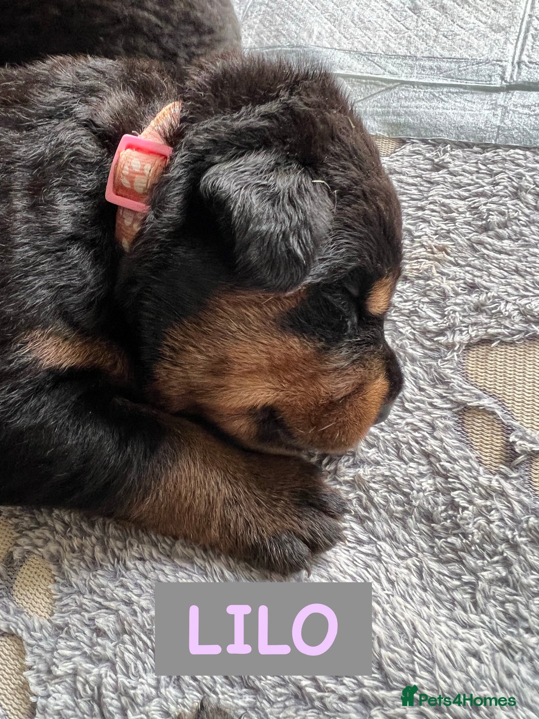Rottweiler dogs for sale: Family bred and loved Rottweiller puppies - Image 10