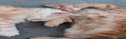 Maine Coon cats for sale: Maine Coons kittens  - Advert 2