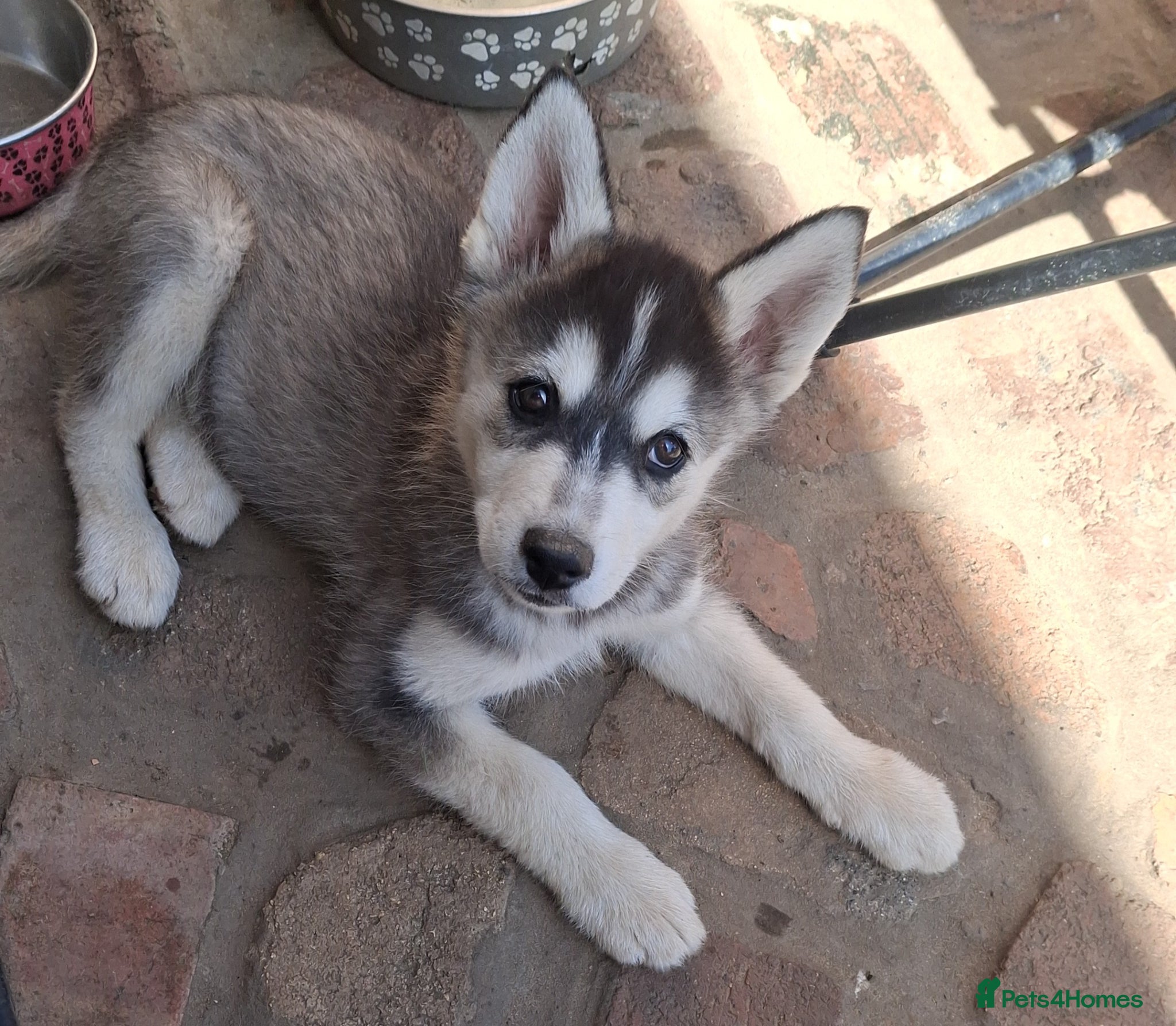 Pomsky dogs ❤️ G E O R G E O U S POMSKY PUPPIES READY TODAY ❤️ - Advert 16