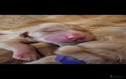 Golden Retriever dogs for stud: EXTENSIVELY HEALTH TESTED, KC Reg PROVEN in Bishop Auckland - Image 11