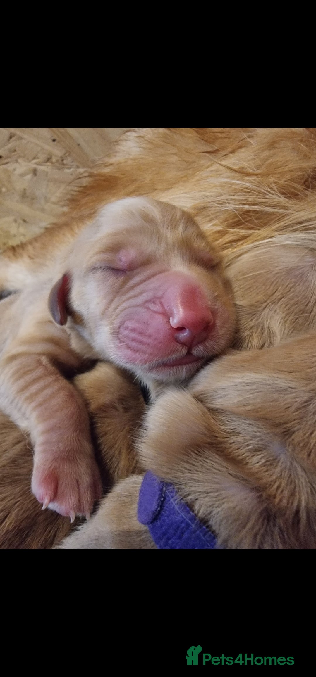 Golden Retriever dogs for stud: EXTENSIVELY HEALTH TESTED, KC Reg PROVEN in Bishop Auckland - Image 11