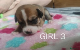 Mixed Breed dogs for sale: Lab x staff pups  - Image 11