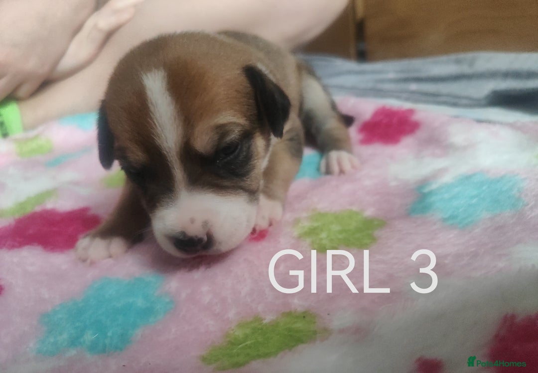 Mixed Breed dogs for sale: Lab x staff pups  - Image 11