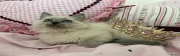 Ragdoll cats for sale: Beautiful ragdoll girl 🩷 READY NOW - Advert 1