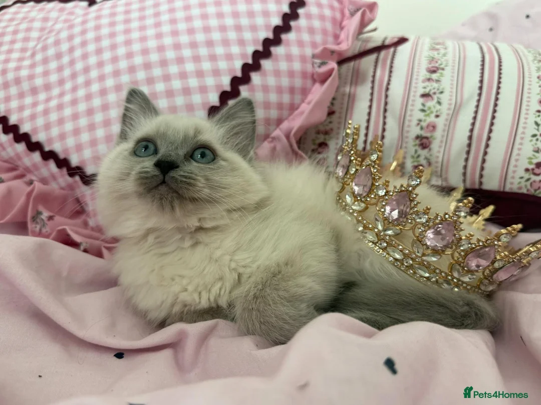 Ragdoll cats for sale: Beautiful ragdoll girl 🩷 READY NOW - Advert 1