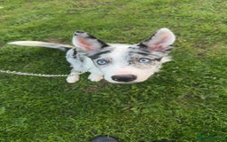 Mixed Breed dogs for sale: Blue Merle for sale  - Image 1