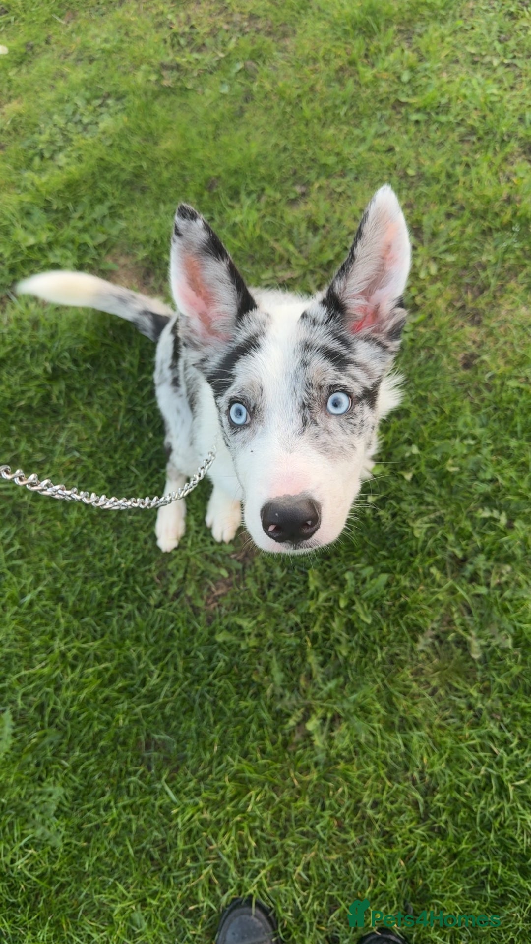 Mixed Breed dogs for sale: Blue Merle for sale  - Image 1