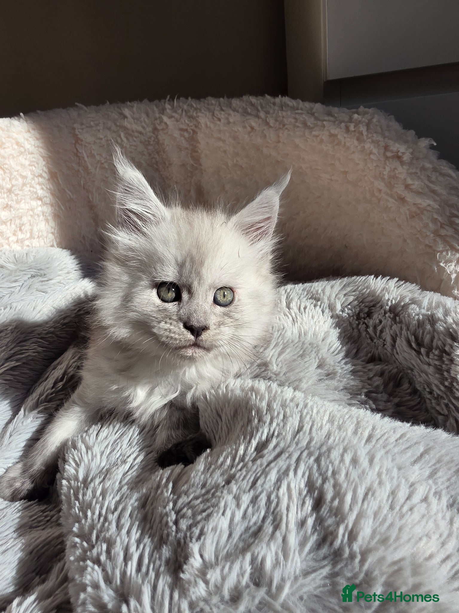 Maine Coon cats  Maine Coon Kittens Looking for Loving Homes!   - Advert 1