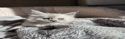Maine Coon cats for sale: Maine Coon Kittens Looking for Homes!   - Advert 15