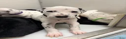 Dalmatian dogs for sale: Dalmatian puppies - Advert 15