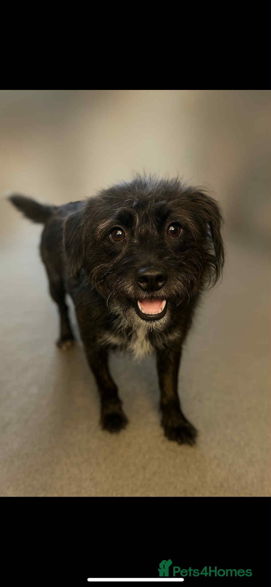 Mixed Breed dogs 5 stunning puppies - Advert 2