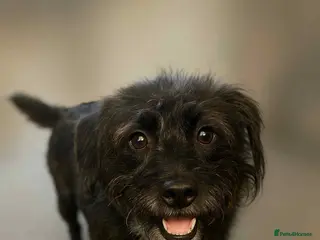 Mixed Breed dogs 5 stunning puppies - Advert 2