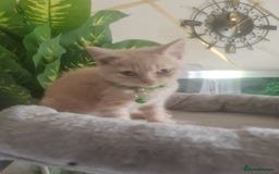 British Shorthair cats for sale: Adorable kittens  4 sweet home - Image 6