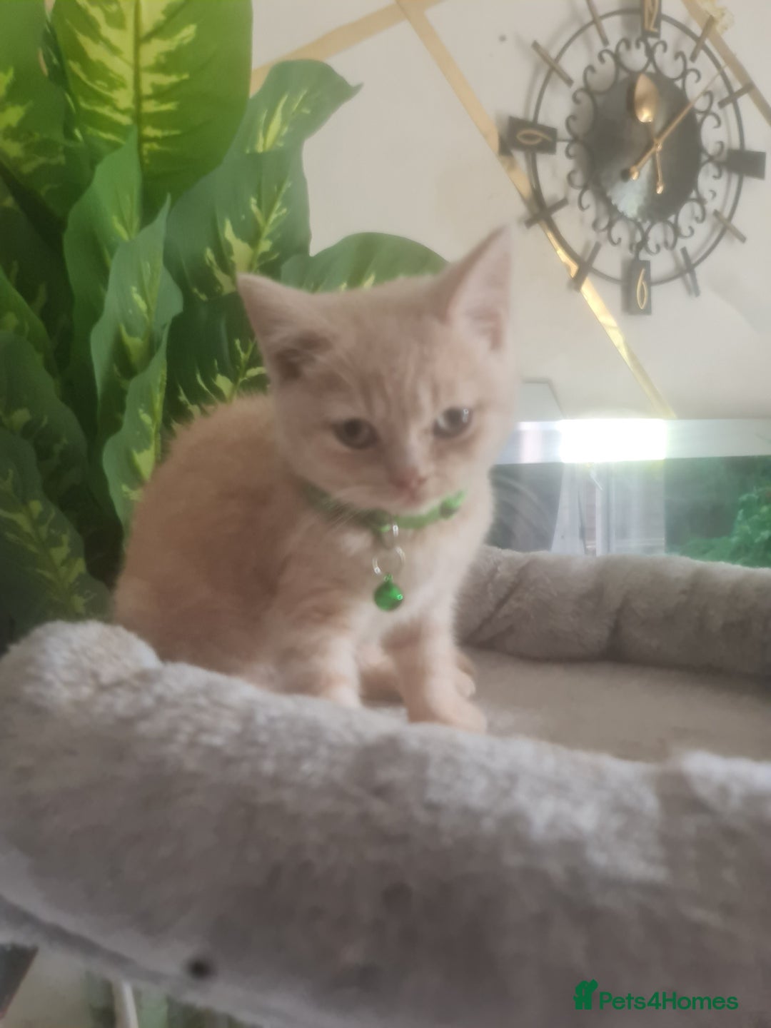 British Shorthair cats for sale: Adorable kittens  4 sweet home - Image 6