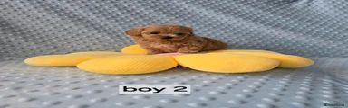 Maltipoo 2