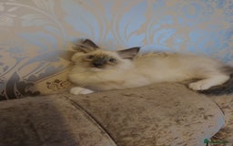 Ragdoll cats for sale: Male bluepoint ragdoll  - Advert 10