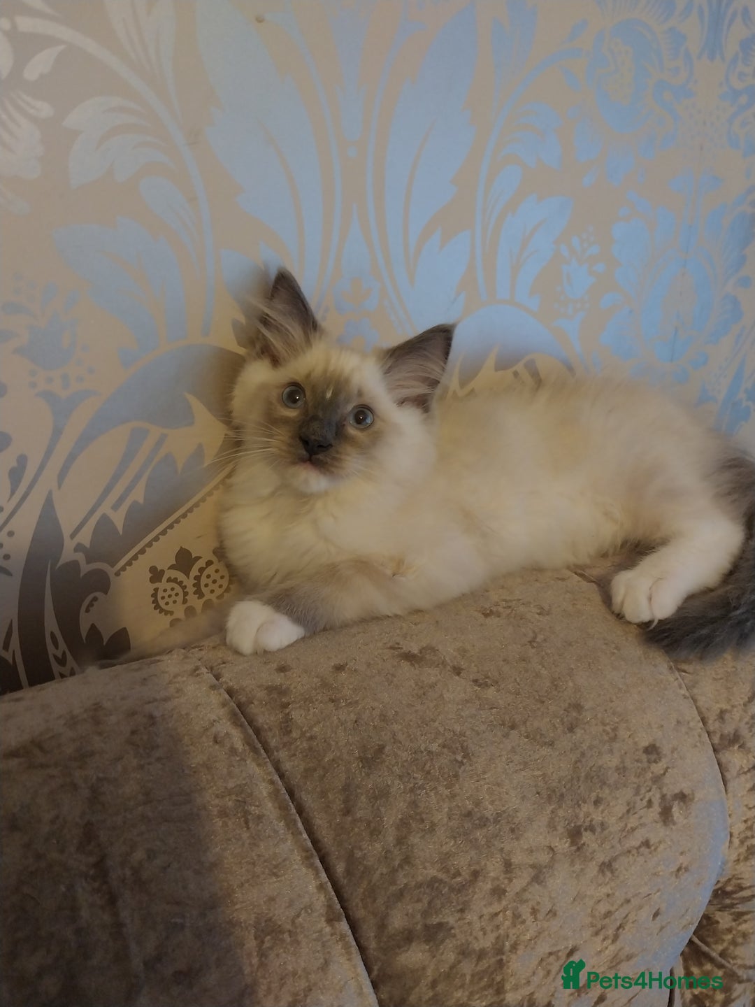 Ragdoll cats for sale: Male bluepoint ragdoll  - Advert 10