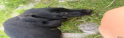 Cairn Terrier dogs for sale: Cairn terrier  in Gaerwen - Advert 10