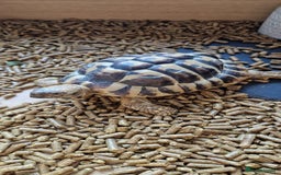 Tortoise reptiles for sale: 2x Hermann tortoise. Male & Female - Image 6