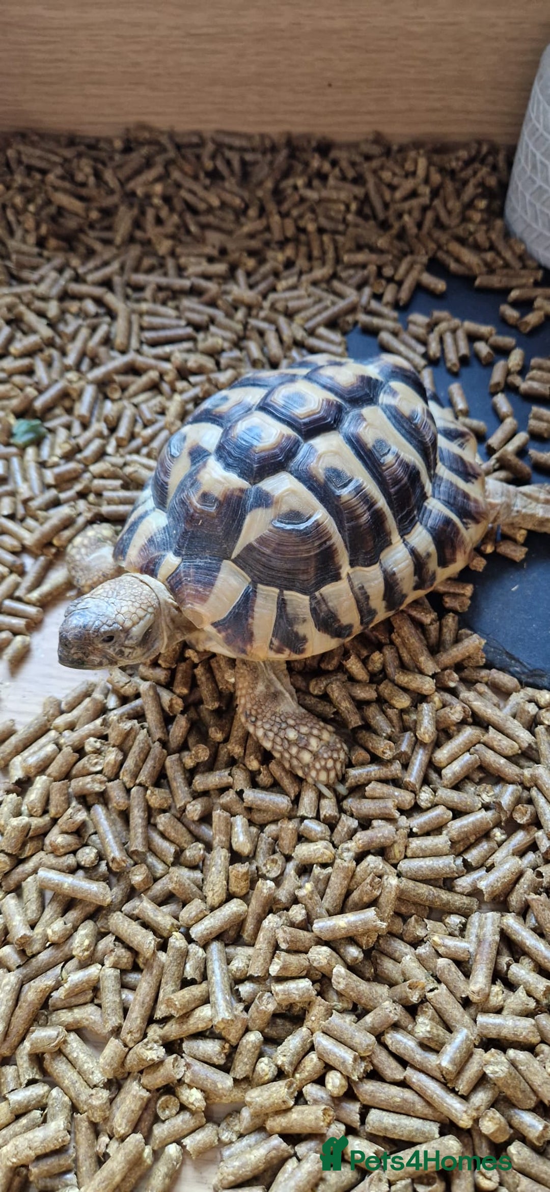 Tortoise reptiles for sale: 2x Hermann tortoise. Male & Female - Image 6