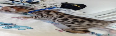 Bengal 3