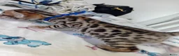 Bengal cats for sale: 5 male stunning pure breed bengal kits - Advert 4