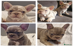 French Bulldog dogs for sale: Last 2 females dwkc frenchies - Image 1