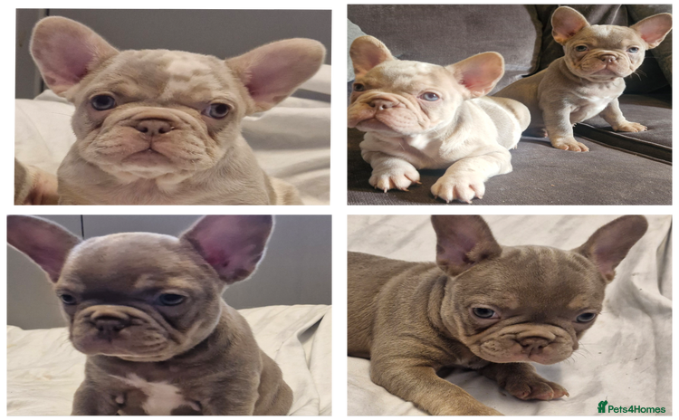 French Bulldog dogs - Advert 1