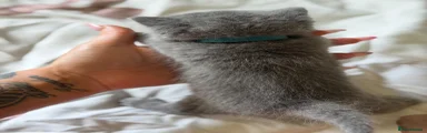 British Shorthair Kitten 2
