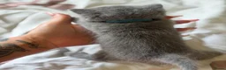 British Shorthair cats for sale: British blue Kittens  - Advert 12